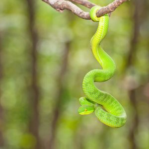 Serpente intramundi 