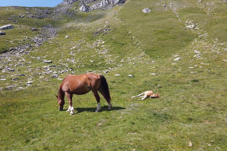 Cavalli Monte Cimone Sestola